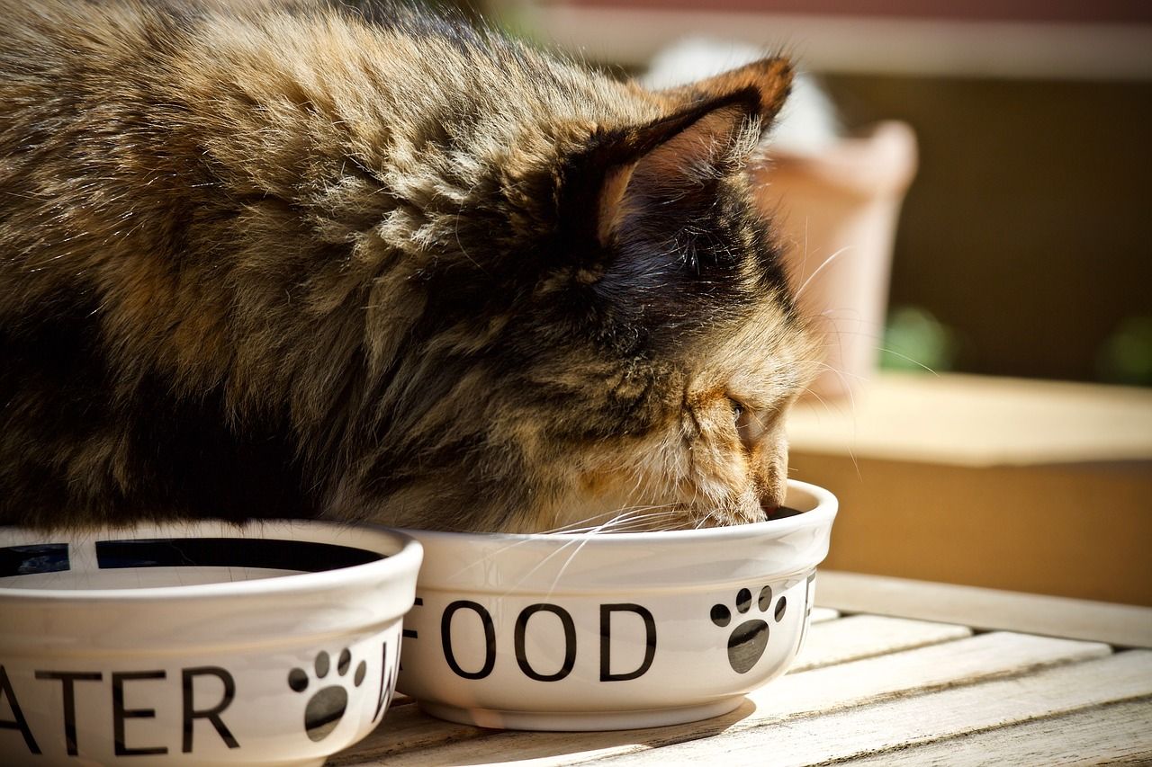 Dieta kota – czym karmić swojego pupila?