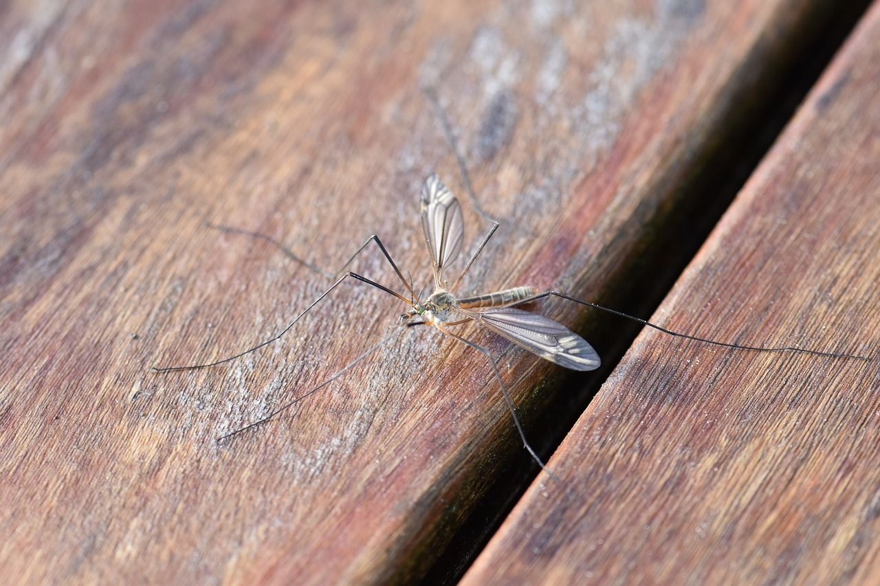 Jak bronić się przed komarami?